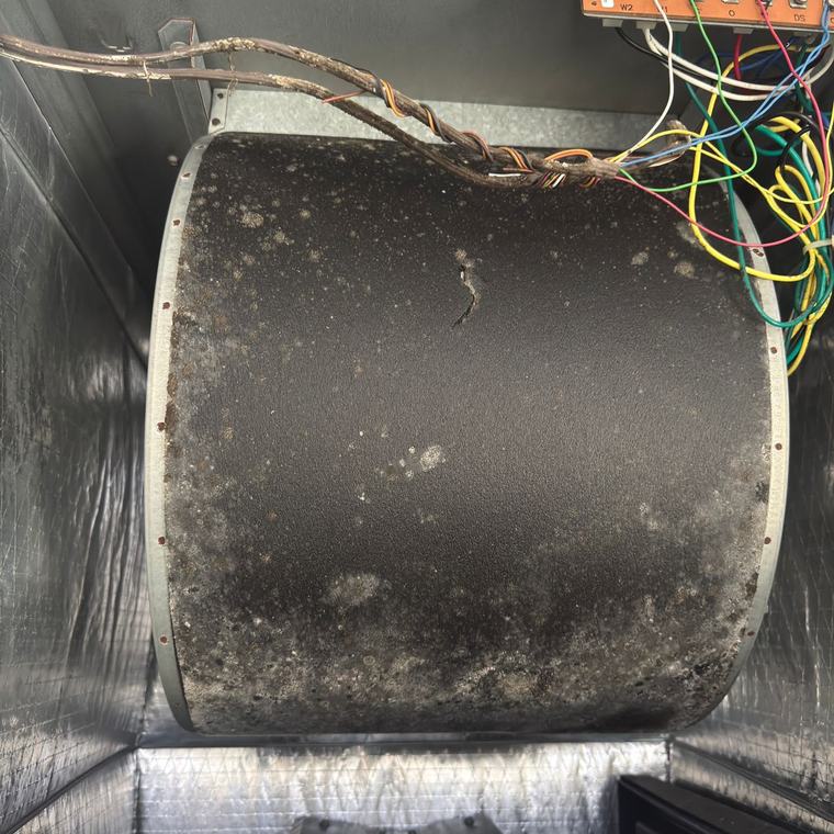 Dust and mold coated HVAC blower wheel before cleaning